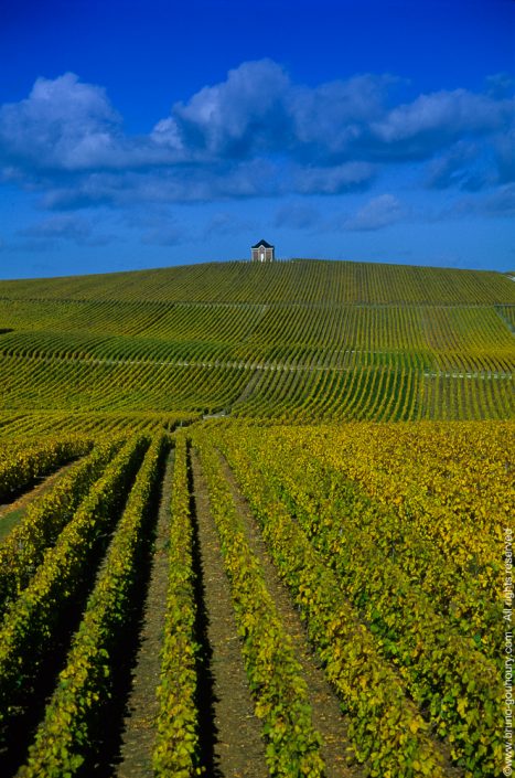 Photographe vignoble champagne viticole Bruno Gouhoury