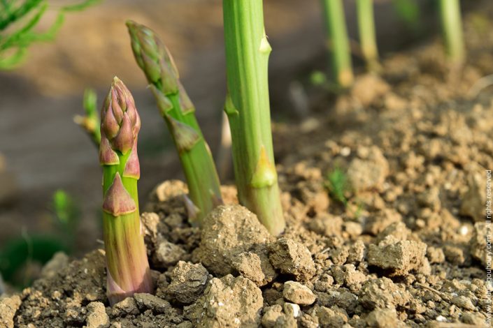 Photographe production agricole Bruno Gouhoury